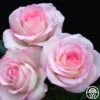 Moonstone™ 1 Moonstone™ -Heirloom Roses moonstone 1 1 1