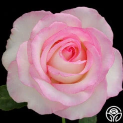 Moonstone™ -Heirloom Roses moonstone 2 8