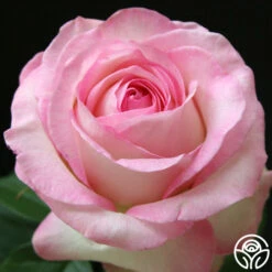 Moonstone™ -Heirloom Roses moonstone 5 1