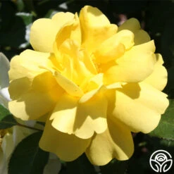 Morning Has Broken™ -Heirloom Roses morning has broken 2 8