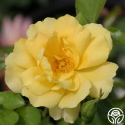 Morning Has Broken™ -Heirloom Roses morning has broken 3 8