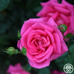 Morning Jewel® 16 Morning Jewel® -Heirloom Roses morning jewel 11