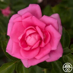 Morning Jewel® 23 Morning Jewel® -Heirloom Roses morning jewel 13