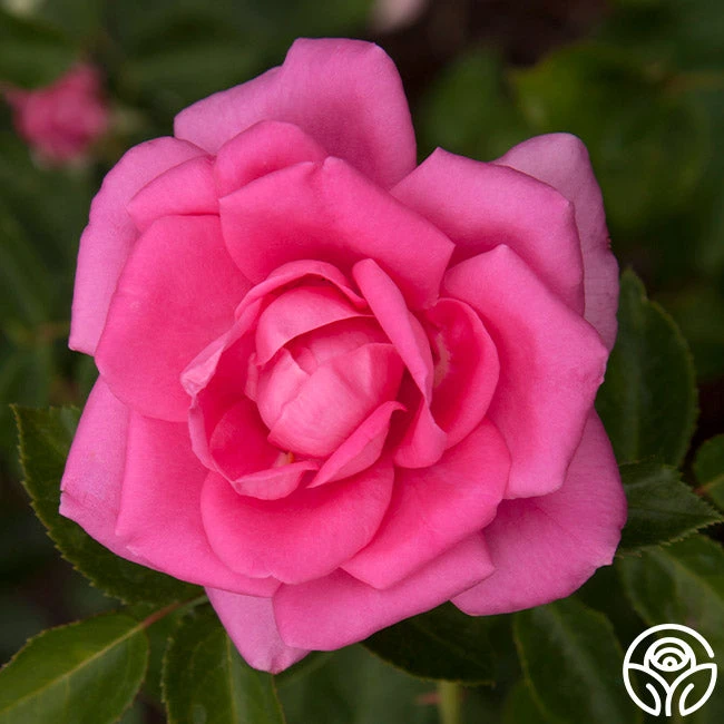 Morning Jewel® 13 Morning Jewel® - Image 11