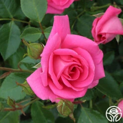 Morning Jewel® 22 Morning Jewel® -Heirloom Roses morning jewel 16