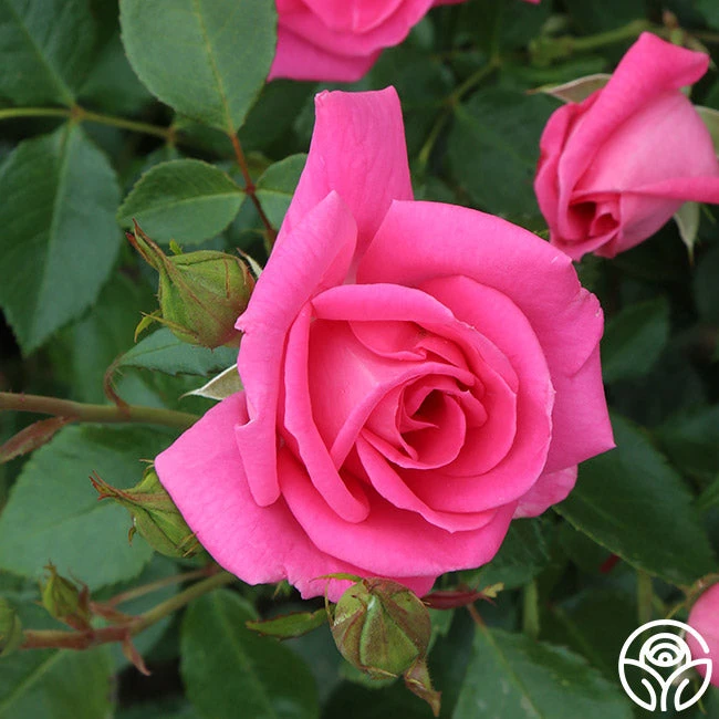 Morning Jewel® 12 Morning Jewel® - Image 10