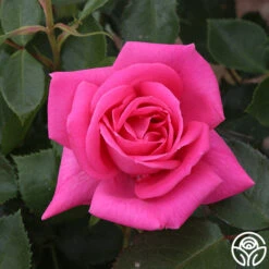 Morning Jewel® 21 Morning Jewel® -Heirloom Roses morning jewel 17