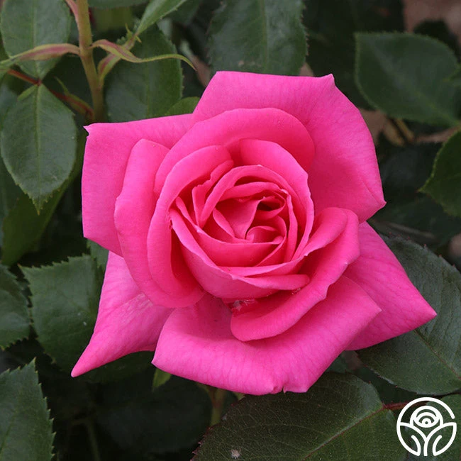 Morning Jewel® 11 Morning Jewel® - Image 9