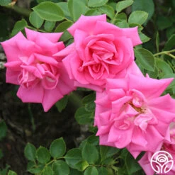 Morning Jewel® 20 Morning Jewel® -Heirloom Roses morning jewel 18