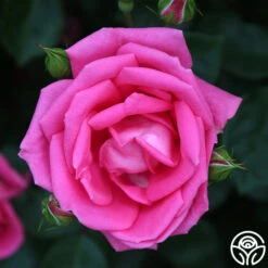 Morning Jewel® 18 Morning Jewel® -Heirloom Roses morning jewel 19