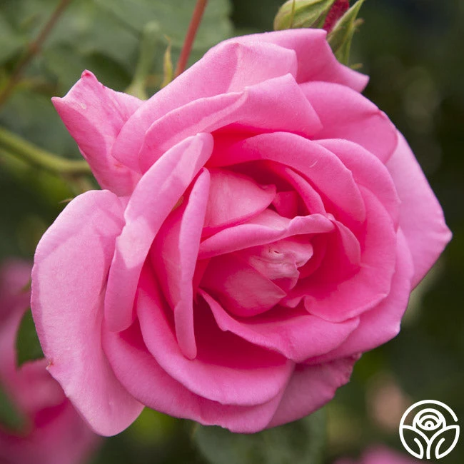 Morning Jewel® 3 Morning Jewel®