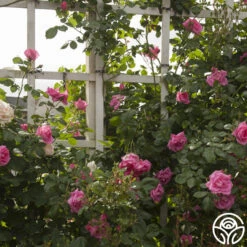 Morning Jewel® 14 Morning Jewel® -Heirloom Roses morning jewel logo 04