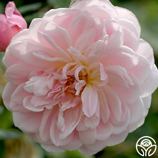 Mary Delany® 4 Mary Delany® - Image 2