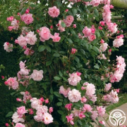 Mary Delany® 9 Mary Delany® -Heirloom Roses mortimer sackler logo 02