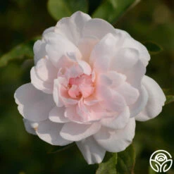 Mary Delany® 10 Mary Delany® -Heirloom Roses mortimer sackler logo 03