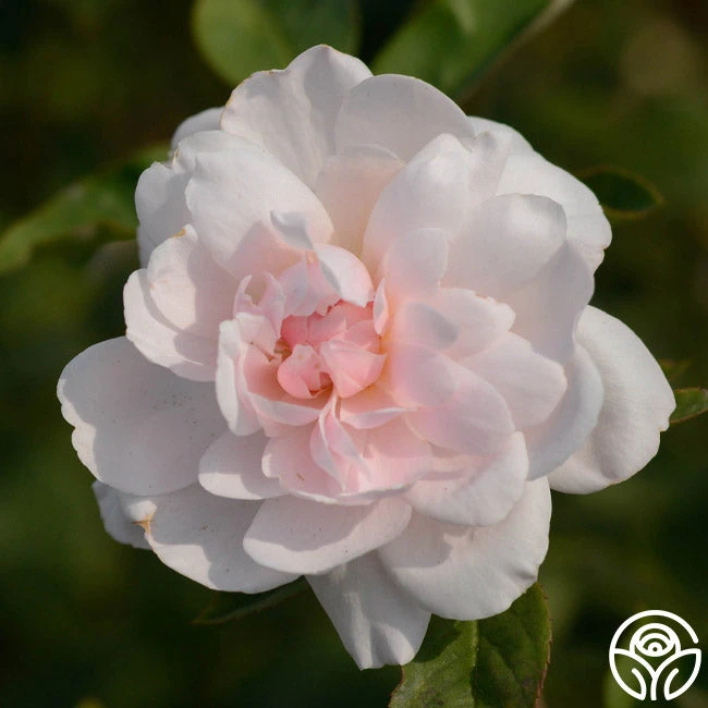 Mary Delany® 6 Mary Delany® - Image 4