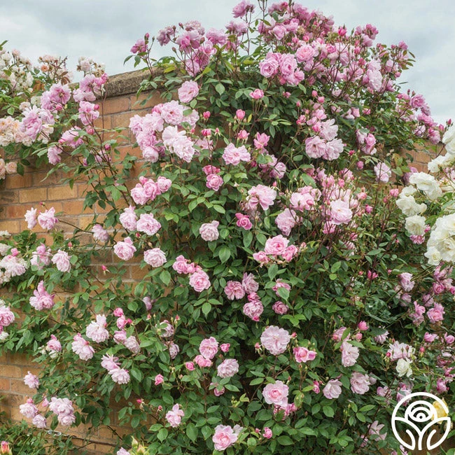 Mary Delany® 3 Mary Delany®