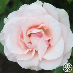 Mother Of Pearl® -Heirloom Roses mother of pearl 1 9