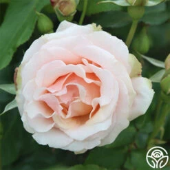 Mother Of Pearl® -Heirloom Roses mother of pearl 2 1 2