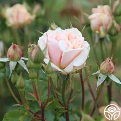 Mother Of Pearl® -Heirloom Roses mother of pearl 3 9