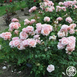 New Release -Heirloom Roses mother of pearl 4