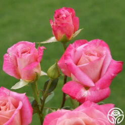 Muzi-Lucia 12 Muzi-Lucia -Heirloom Roses muzi lucia 4