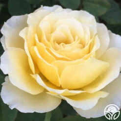 My Best Friend™ -Heirloom Roses my best friend 1