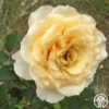 My Best Friend™ -Heirloom Roses my best friend 2