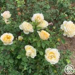 My Best Friend™ -Heirloom Roses my best friend 3