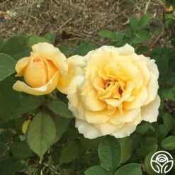 My Best Friend™ -Heirloom Roses my best friend 4