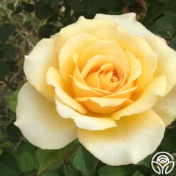 My Best Friend™ -Heirloom Roses my best friend 5