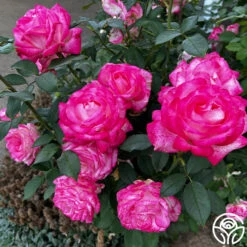 My Caroline™ -Heirloom Roses my caroline 123