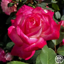 My Caroline™ -Heirloom Roses my caroline 13