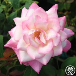 My Caroline™ -Heirloom Roses my caroline 1 1