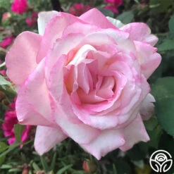 My Caroline™ -Heirloom Roses my caroline 2 1