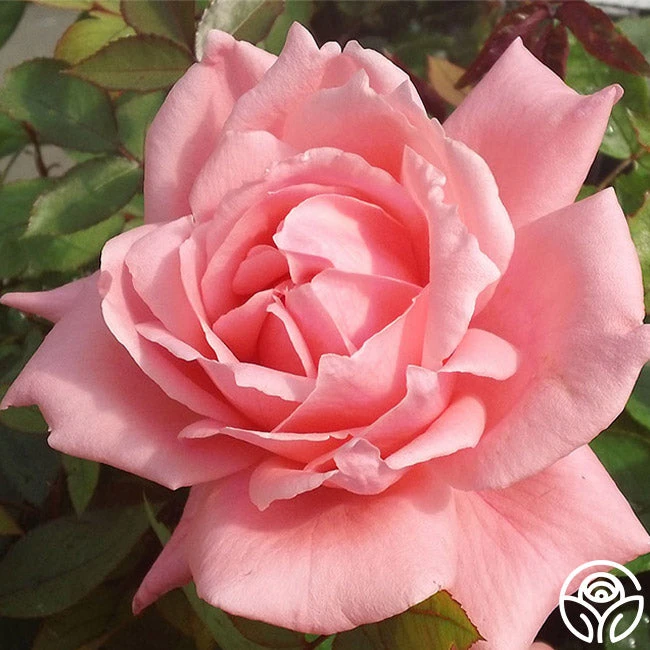 Nantucket 3 Nantucket