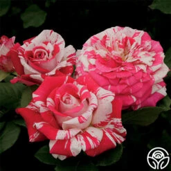 New Release -Heirloom Roses neil diamond 1