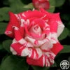 Neil Diamond 1 Neil Diamond -Heirloom Roses neil diamond 2 8
