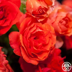 Nelson Mandela -Heirloom Roses nelson mandela 1 1