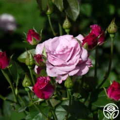 Neptune™ 15 Neptune™ -Heirloom Roses neptune 13