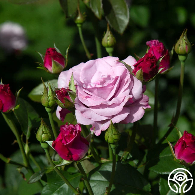 Neptune™ 9 Neptune™ - Image 7