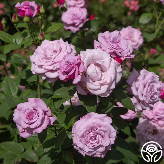 Neptune™ 5 Neptune™ - Image 3