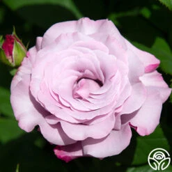 Neptune™ 14 Neptune™ -Heirloom Roses neptune 3 8