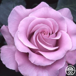 Neptune™ 13 Neptune™ -Heirloom Roses neptune 5 8