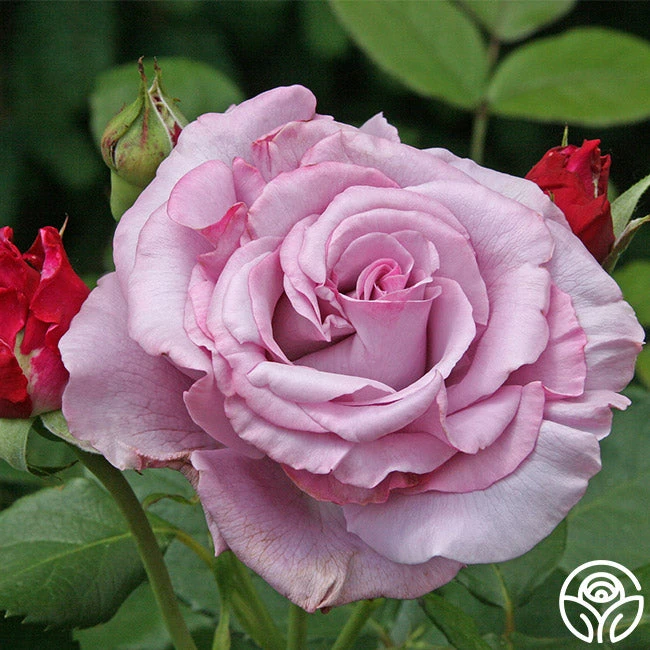 Neptune™ 4 Neptune™ - Image 2