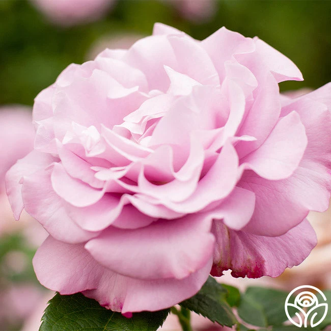 Neptune™ 3 Neptune™