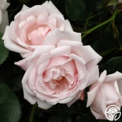 New Dawn™ -Heirloom Roses new dawn 3 1
