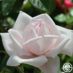 New Dawn™ -Heirloom Roses new dawn 5 1