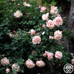 New Dawn™ -Heirloom Roses new dawn 6 1