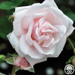 New Dawn™ -Heirloom Roses new dawn 8